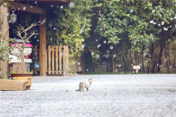 1585876625102374.jpg 洛陽最美的春天竟藏在這里2.jpg